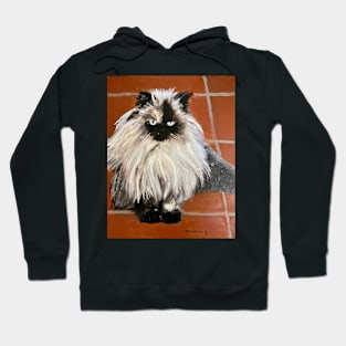 Persian Cat Hoodie